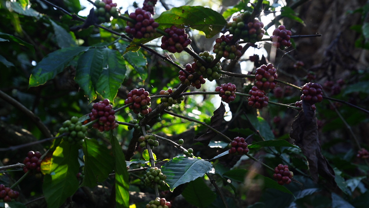 Coffee cherries in sunlight