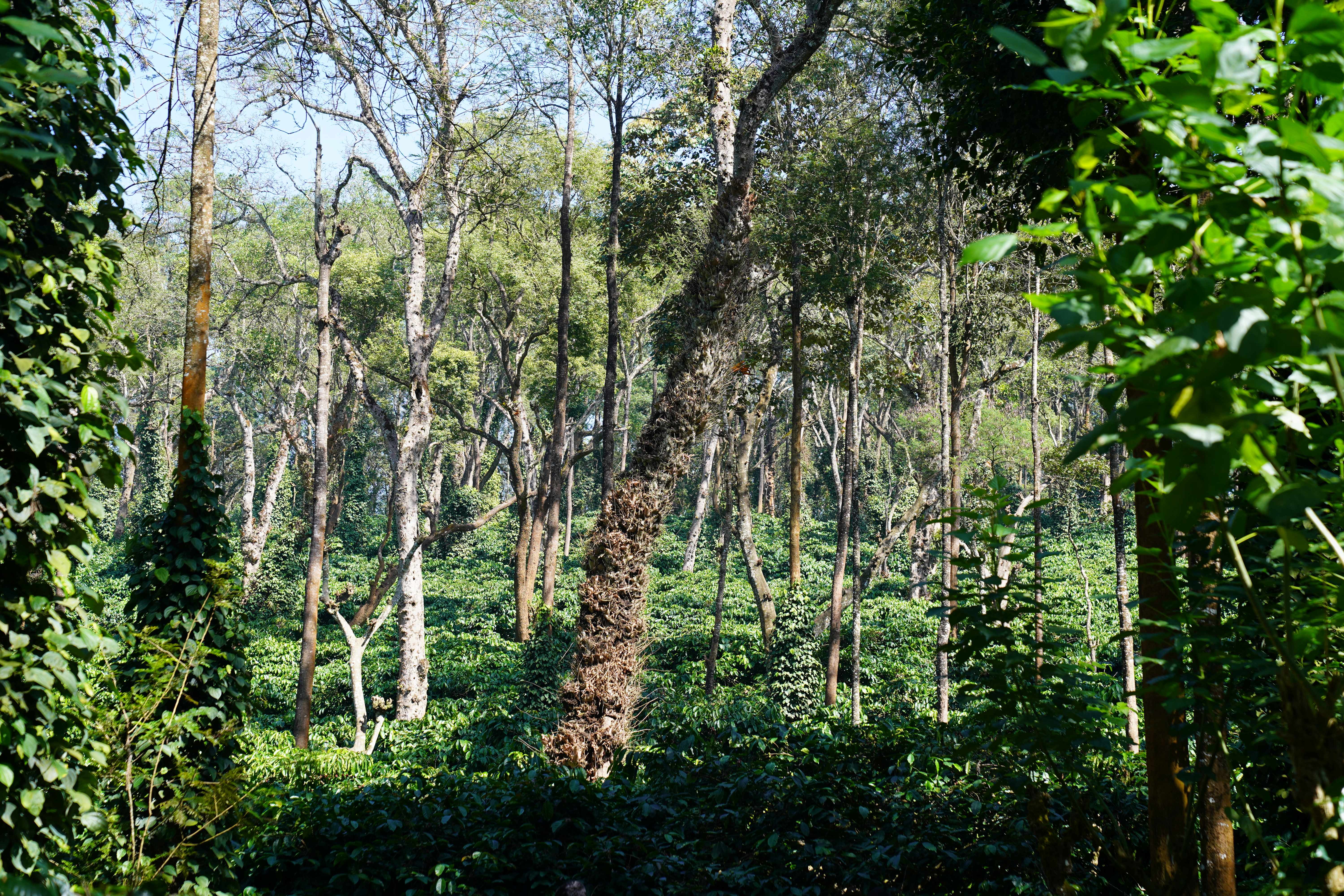 Coffee estate canopy