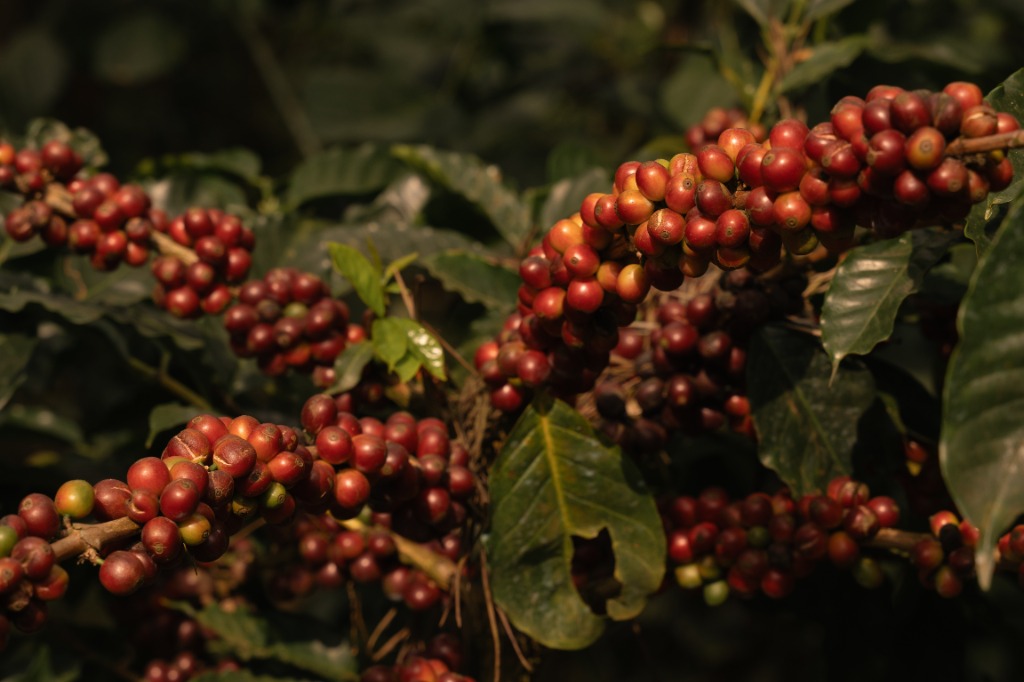 Coffee cherries