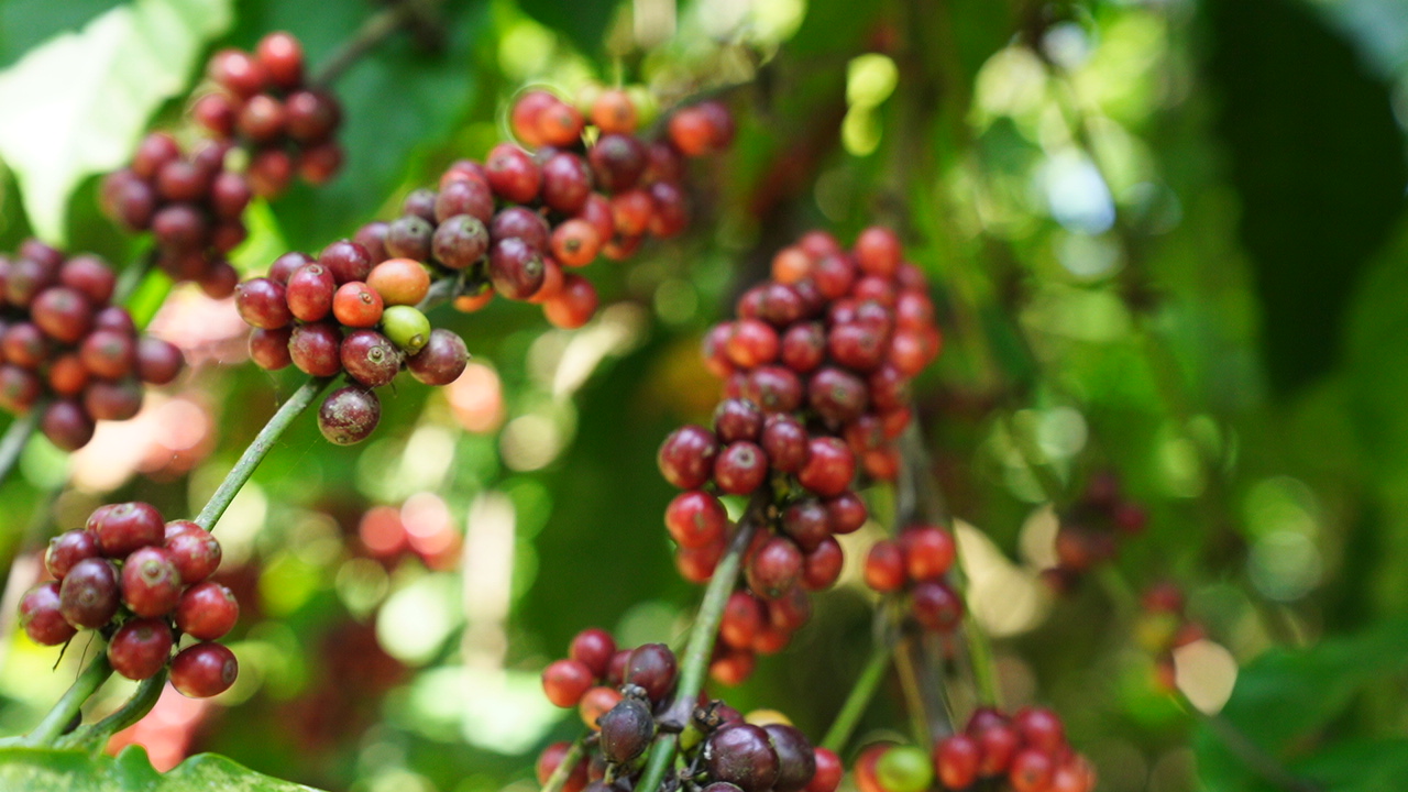 Robusta Coffee Estate
